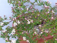 Rulingia hermaniifolia